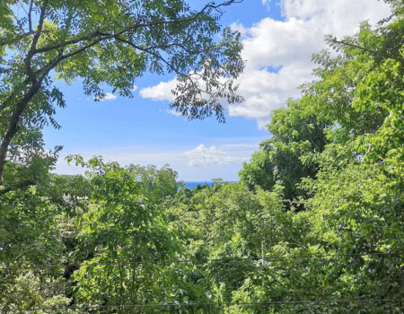 Location de cabanes perchées dans les arbres, belle vue sur la mer des Caraïbes, plage de la Perle, Deshaies, Guadeloupe.