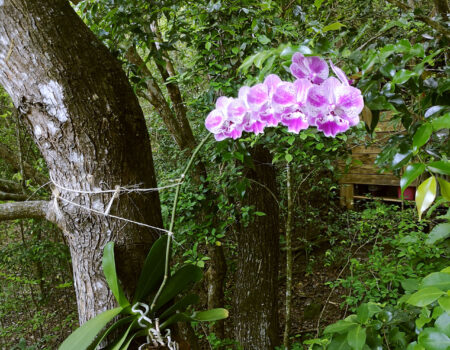 Orchidée chez Kaz Zion, Cabanes carrément perchées dans la forêt tropicale de Deshaies, Guadeloupe.